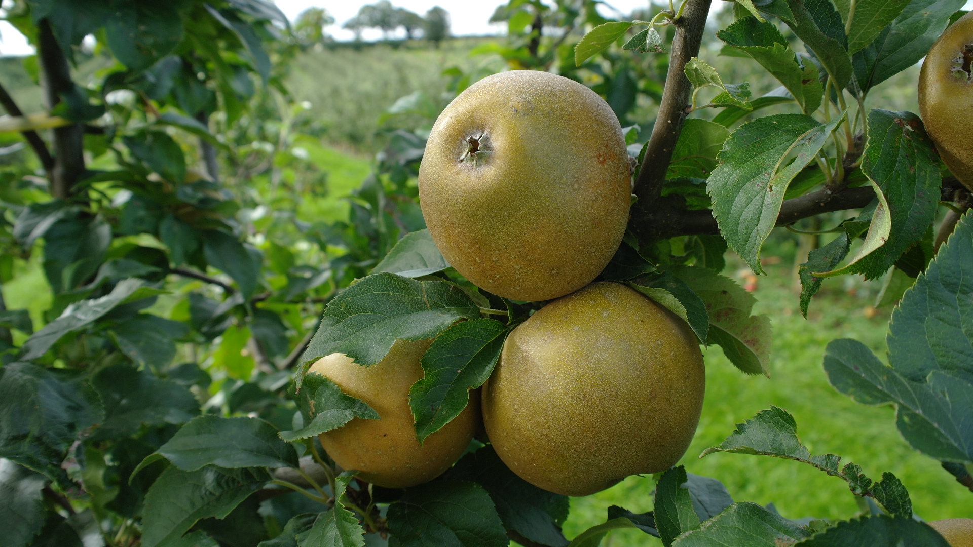 Mannings Russet apples